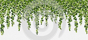 Ivy curtain, green creeper vines isolated on white background. Vector illustration in flat cartoon style