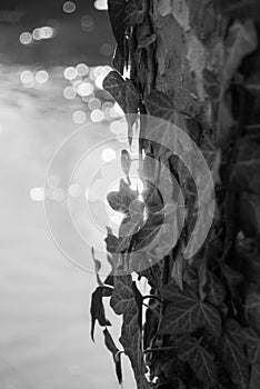 Ivy detail on the trunk black white