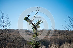 Ivy Embrace: Y-Shaped Tree Tip in the Forest photo