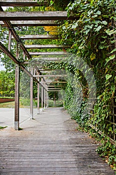 Ivy-Entwined Wooden Pergola on Serene Garden Walkway