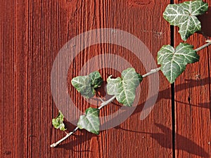 ivy at falun red wooden wall