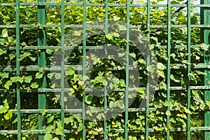 Ivy on the fence