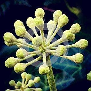 Ivy flower bud.
