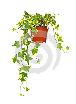 Ivy in flowerpot