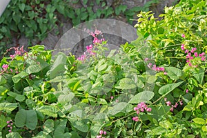 Ivy and flowers.