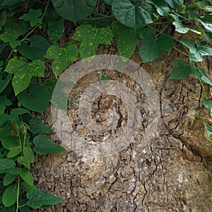 Ivy frame on texture of tree