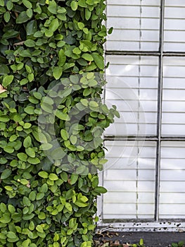 Ivy frames historic paned window at urban downtown hotel.