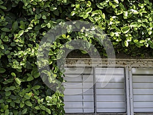 Ivy frames historic paned window at urban downtown hotel.