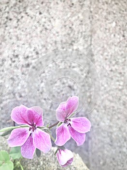 Ivy geranium. Pink flowers with stone wall background. Vertical photo image.