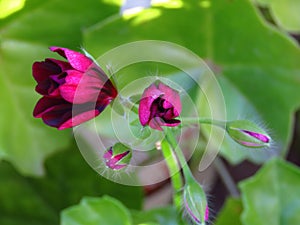 Ivy Geraniums Pelargonium Peltatum `Contessa Purple` buds.