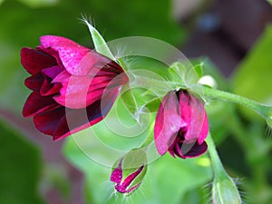 Ivy Geraniums Pelargonium Peltatum `Contessa Purple` buds.