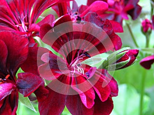 Ivy Geraniums Pelargonium Peltatum `Contessa Purple` buds, bloom and stamens. Close up view.