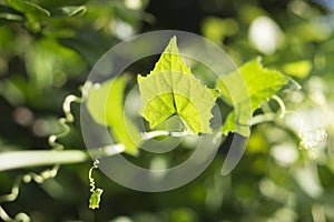 Ivy gourd, Coccinia grandis bright green