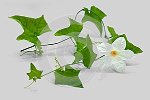 The Ivy Gourd or Coccinia grandis with flower isolated on white background