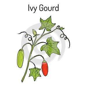 Ivy gourd Coccinia grandis , or Kowai, medicinal plant.