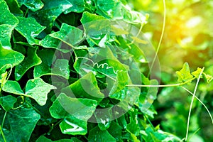 Ivy gourd and drop of water and sunshine