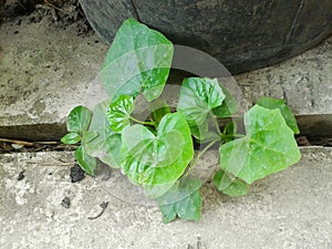 Ivy gourd tree