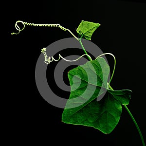 Ivy gourd (vegetable) isolate on black background