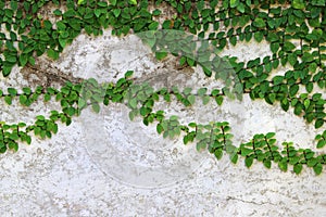 Ivy green with leaf on concrete white wall