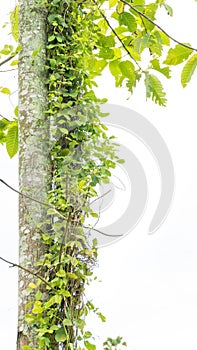 Ivy green with leaf on isolate white background