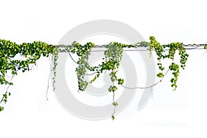 Ivy green with leaf on isolate white background