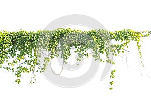 Ivy green with leaf on isolate white background