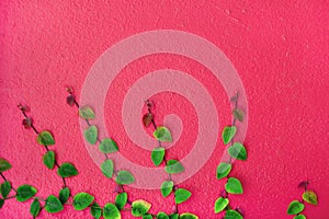 Ivy green leaf on the pink concrete wall, beautiful background