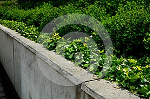 Ivy grow on the edge of the  retaining wall of light-colored cast concrete.