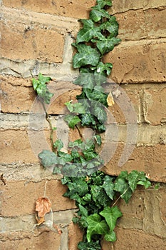 Ivy Growing on an Adobe Brick Wall