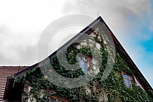 Ivy growing on the house in Erfurt