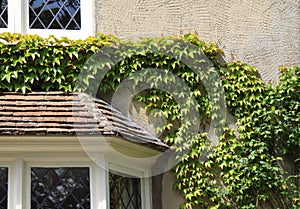 Ivy growing on house wall