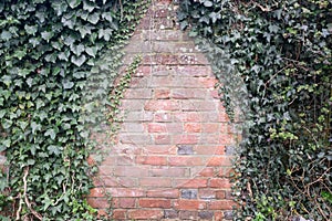 Ivy growing on an old brick wall with copy space - landscape/horizontal