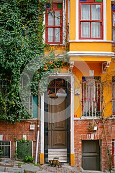Ivy growing on orange house in Istanbul