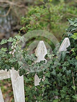 Ivy growing on a picket fence