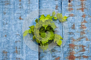 Ivy growing from rusted shed wall