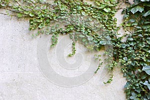 Ivy growing on a stone wall