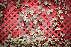 Ivy growing on a trellis.