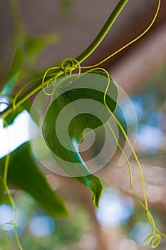 Ivy growing on the vine