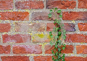Ivy Growing on a wall