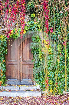 Ivy growing on a wall surrounding old wooden door