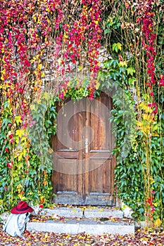 Ivy growing on a wall surrounding old wooden door