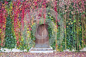 Ivy growing on a wall surrounding old wooden door