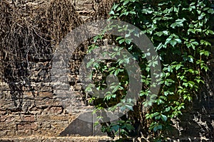 Ivy that is growing on a worn out wall photo