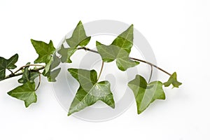 Ivy  Hedera helix