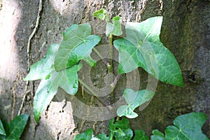 Ivy (Hedera helix) climbing up a tree trunk in dappled sunshine and shade