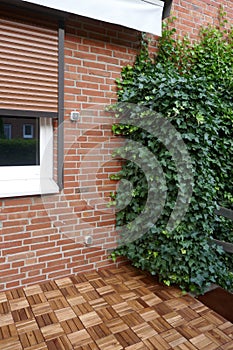 Ivy, hedera helix, evergreen climbing plant grows up on a brick wall.