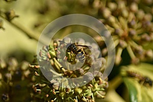 Ivy (Hedera helix) - flowers with insects