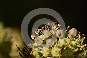 Ivy (Hedera helix) - flowers with insects