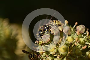 Ivy (Hedera helix) - flowers with insects