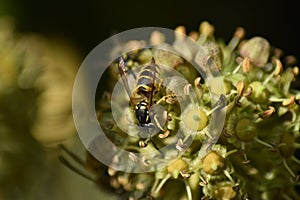 Ivy (Hedera helix) - flowers with insects